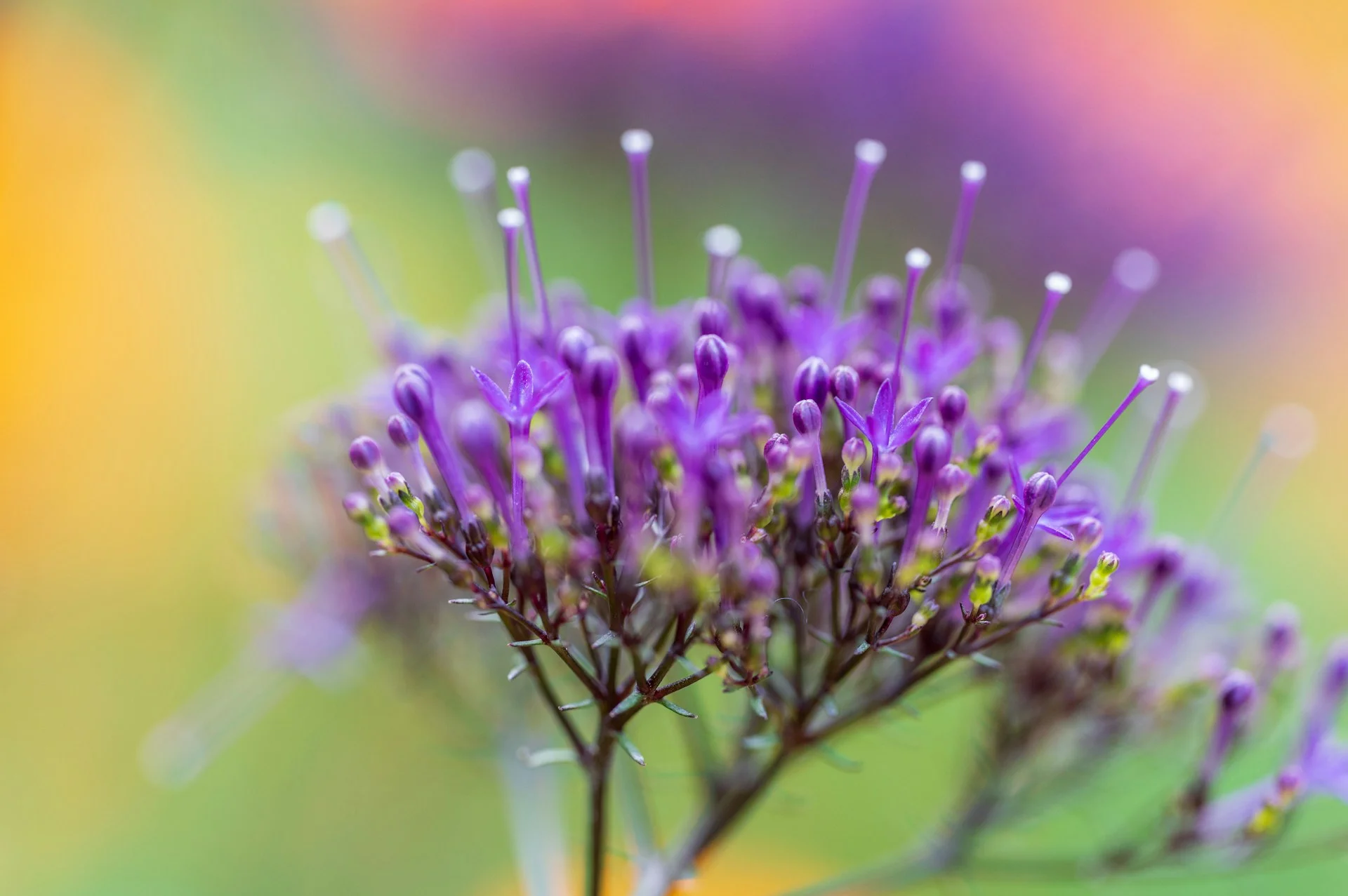 Shallow Depth of Field